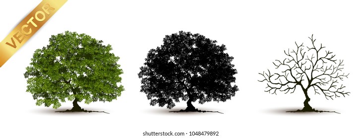Beautiful tree Realistic  on a white background.
