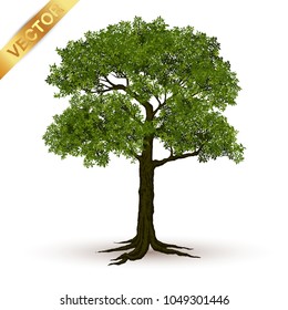Beautiful tree Realistic  on a white background.
