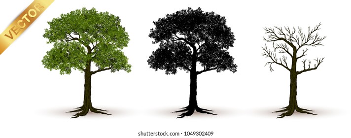 Beautiful tree Realistic  on a white background.