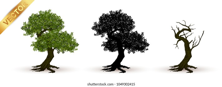 Beautiful tree Realistic  on a white background.