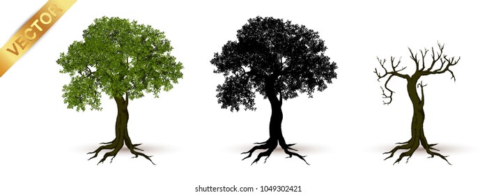 Beautiful tree Realistic  on a white background.