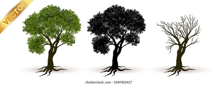 Beautiful tree Realistic  on a white background.