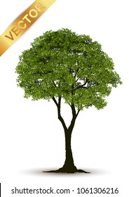 Beautiful tree Realistic  on a white background.
