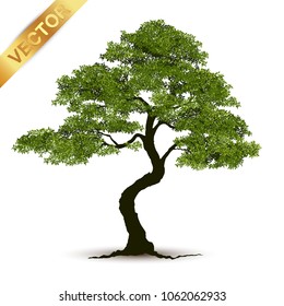 Beautiful tree Realistic  on a white background.
