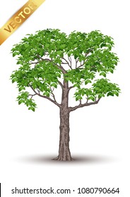 Beautiful tree Realistic  on a white background.