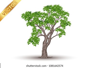 Beautiful tree Realistic  on a white background.