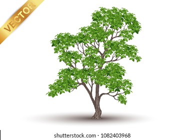 Beautiful tree Realistic  on a white background.