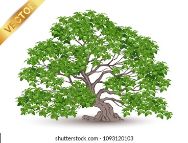 Beautiful tree Realistic  on a white background.