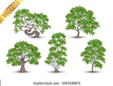 Beautiful tree Realistic  on a white background.