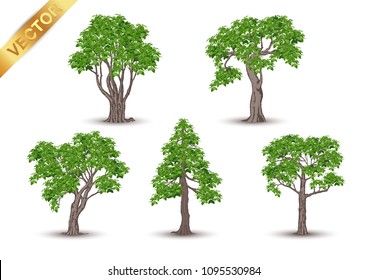 Beautiful tree Realistic  on a white background.