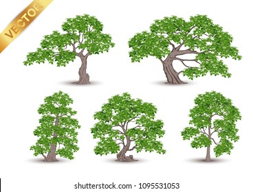 Beautiful tree Realistic  on a white background.