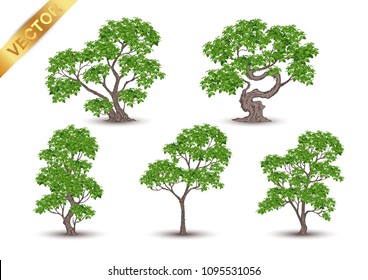 Beautiful tree Realistic  on a white background.