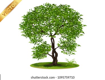 Beautiful tree Realistic  on a white background.