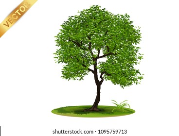 Beautiful tree Realistic  on a white background.