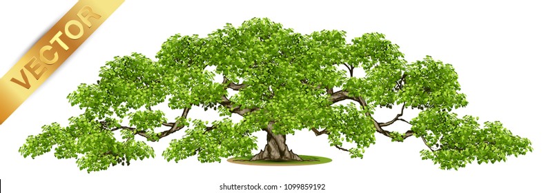 Beautiful tree Realistic  on a white background.Tree in bonsai style.vector