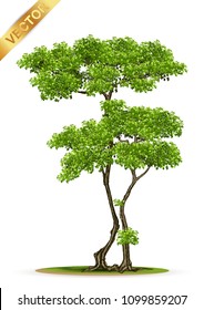 Beautiful tree Realistic  on a white background.Tree in bonsai style.vector