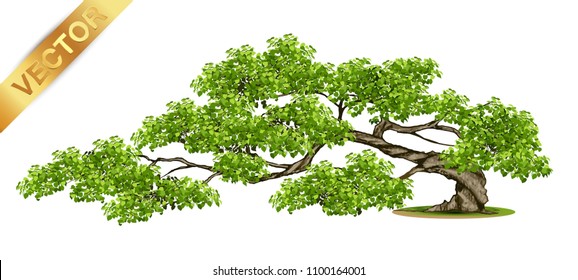 Beautiful tree Realistic  on a white background.Tree in bonsai style.vector