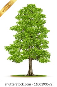 Beautiful tree Realistic  on a white background.Tree in bonsai style.vector