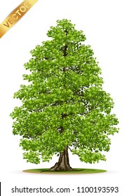 Beautiful tree Realistic  on a white background.Tree in bonsai style.vector
