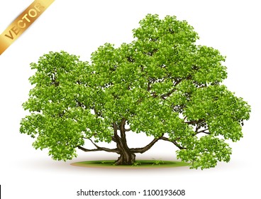 Beautiful tree Realistic  on a white background.Tree in bonsai style.vector