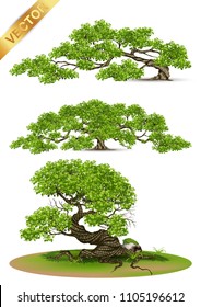 Beautiful tree Realistic  on a white background.
