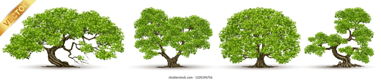 Beautiful tree Realistic  on a white background.
