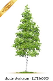 Beautiful tree Realistic  on a white background.