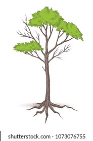 Beautiful tree Vector on a white background.
