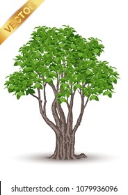 Beautiful tree Vector  on a white background.
