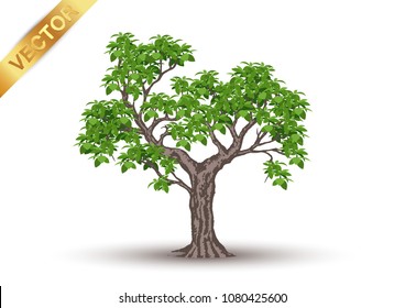 Beautiful tree Vector  on a white background.
