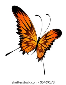 Beautiful tropical butterfly