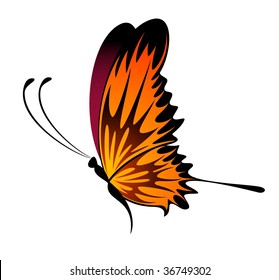 beautiful tropical butterfly