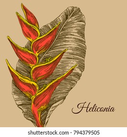 Beautiful tropical floral background.  Heliconia. Engraving style. Vector illustration. 