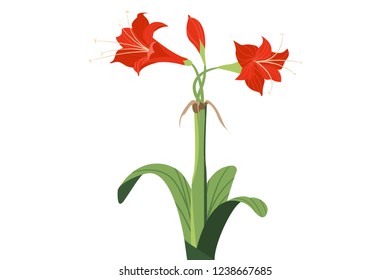 Beautiful tropical flower, red petals with green leaves . vector illustration. isolated on white background.