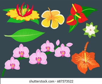 Beautiful tropical flower set design summer plants colorful decoration nature design floral drawing leaf blossom vector illustration.