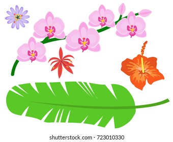 Beautiful tropical flower set design summer plants colorful decoration nature design floral drawing leaf blossom vector illustration.