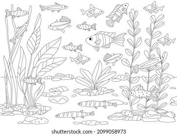 beautiful tropical freshwater aquarium with fishes and seaweed for your coloring book