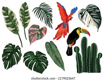 beautiful tropical item isolate objects