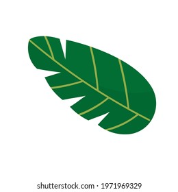 Beautiful tropical leaf. Vector illustration of a tropical leaf.
