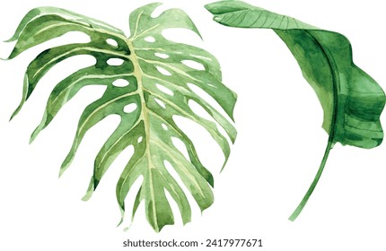 Beautiful tropical leaves vector illustration isolated on the white background. Hand-drawn leaves illustration in watercolor technique.	