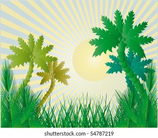 Beautiful tropical and palm trees. Vector illustration.