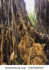 Schöne tropische Pflanze Pandanus Baum am Sandstrand Ussangoda, Sri Lanka. Pandanus-Tektorium