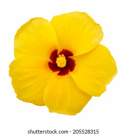 Beautiful tropical plant of yellow hibiscus flower, isolated on white background. Realistic vector illustration of natural material. Eco style