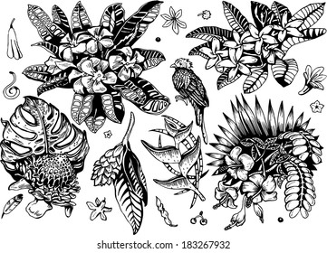 Beautiful Tropical Plants 2 Collection (black&white Vector EPS10 Doodles)
