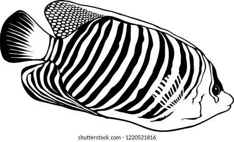 A beautiful tropical Regal angelfish vector illustration and isolated.  Ready for coloring or for coloring book.