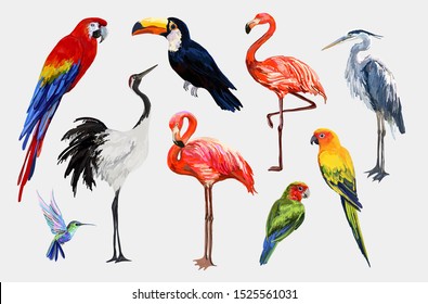 Beautiful tropical vintage exotic tropical birds clip art. Crane, toucan, flamingo, parrot, hummingbird, ara, heron wildlife print. Isolated on white background.