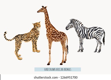 Beautiful Tropical Vintage Illustration Background With Zebra, Giraffe, Leopard. Isolated On White Background.