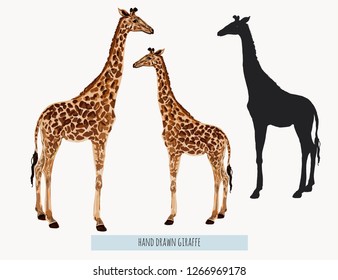 Beautiful tropical vintage illustration background with giraffe, a giraffe sihouette. Isolated on white background.