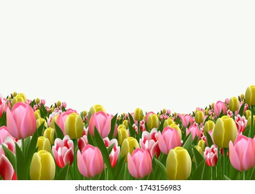Beautiful tulip field on white background