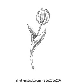 Beautiful tulip flower with blooming head and leaves, sketch vector illustration isolated on white background. Hand drawn spring flower. Botanical element with engraving texture.